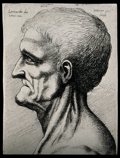 Head and neck of an elderly man, seen in left profile by Leonardo da Vinci